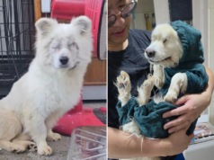 Un cane perde gli occhi dopo essere stato investito da un’auto: ora ha bisogno di qualcuno che gli dia una possibilità
