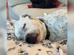 Lacrime su come dorme il cane da salvataggio sapendo che “non tornerà mai più” al rifugio