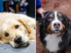 Shock per le dimensioni di un mix di Golden Retriever e Bovaro del Bernese: “Quelle zampe”