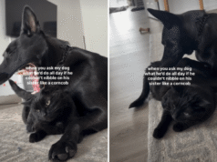 Un cane a cui piace “sgranocchiare” il suo fratellino gatto lascia Internet in preda all’isteria