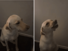 Labrador scappa per un’ora, isterico per come si comporta al ritorno