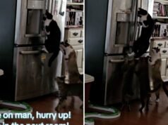 Una donna ha notato che il cibo nel frigorifero continuava a scomparire, quindi ha installato una telecamera nascosta