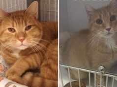 Lacrime quando il gatto adottato dal rifugio è “confuso” sul perché è tornato 7 anni dopo