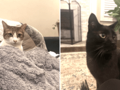 Donna sconcertata dalle misteriose consegne di cibo per gatti per 6 mesi, poi scopre la verità