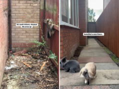 Proprietario di una casa trova un vecchio canile in giardino: ciò che fanno dopo stupisce Internet