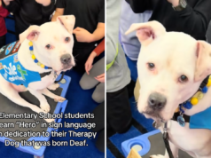 Cane da terapia per non udenti inizia la scuola: lacrime per quello che faranno gli studenti dopo