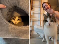 Il gatto adottivo era troppo spaventato per uscire allo scoperto, poi il quinto giorno è avvenuta la svolta