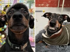 Il proprietario lascia il cane all’asilo: non è preparato a ciò che rivelano le foto