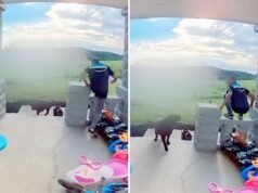 La videocamera del campanello cattura il momento in cui l’autista della consegna “ha rischiato tutto” con il cane