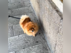 Lacrime mentre una donna si riunisce con un cagnolino dopo mesi di lontananza