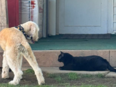 Lacrime quando un cucciolo di 5 anni, spaventato dai cani, trova un amico improbabile