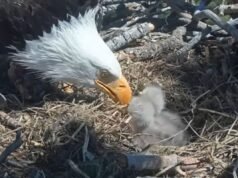 I pulcini dell’aquila calva di Big Bear affrontano un problema da 10 milioni di dollari