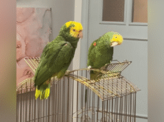 Nessuno può far fronte al talento unico di Parrot: “Lowkey Scary”