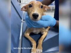 Il cane del rifugio raffigurato nel suo ultimo giorno: un anno dopo, la gente ci ripensa