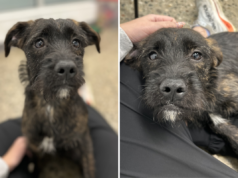 Lacrime mentre un cane viene abbandonato con un sacchetto di cibo e resta accanto finché non viene ritrovato