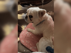 Donna porta il bulldog francese all’autolavaggio, ma non riesce a far fronte a ciò che fa dopo