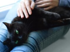 Gatto randagio anziano viene adottato, Internet è ossessionato dal modo in cui guarda il proprietario