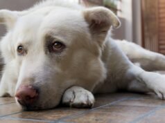 Gli scienziati avvertono di 17 segni di dolore nei cani e non sono tutti evidenti