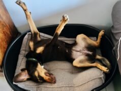 L’addestratore di cani rivela 5 segni che il tuo cucciolo si sente emotivamente sicuro a casa