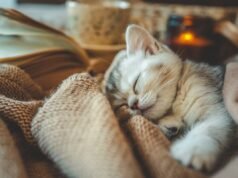 Mamma gatta in lutto perde 3 gattini, quello che fa con l’ultimo mi spezza il cuore