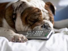 La vita del tuo cane potrebbe essere allungata con la nuova pillola quotidiana: cosa sapere