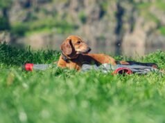 Isterismo per come il proprietario sorprende il bassotto mentre si abbronza: “Solo una ragazza”