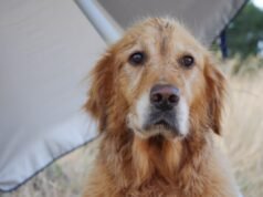 Il proprietario offre gratuitamente un cucciolo di Golden Retriever, Internet in Stitches e Why