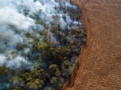 “Incoraggiante”: la perdita globale di foresta pluviale rallenta nel 2025 dopo un anno record