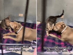 Personale scioccato da una coppia legata in un rifugio, ma tutto ciò che hanno è l’altro