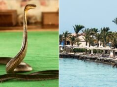 Turista muore in un resort di lusso dopo che il cobra dello spettacolo di serpenti si è arrampicato sui pantaloni e lo ha morso: polizia