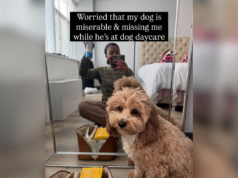 La proprietaria era preoccupata che il cane fosse “infelice” all’asilo, poi ha visto le foto