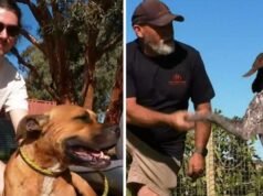 Riunione emotiva dopo la scomparsa dei cani amati per cinque settimane