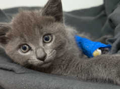 Gattini lanciati da un’auto in movimento a Melbourne