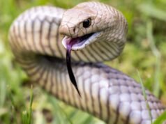 I serpenti più mortali d’Australia vengono spinti verso aree densamente popolate