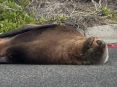 La foca addormentata blocca il traffico sulla trafficata strada costiera