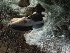 Alcune spiagge di Sydney sono state chiuse perché una balena è stata ritrovata morta