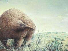 Gli scienziati identificano l’echidna gigante dai fossili nascosti da decenni