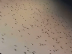 Timori di una nuova peste di topi mentre gli agricoltori condividono video