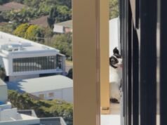 Un soccorritore scala un grattacielo di Sydney per raggiungere un cane scomparso intrappolato sul cornicione da giorni