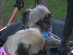 Scienziati australiani sviluppano un trattamento iniettabile per aiutare i cani dal naso piatto a respirare più facilmente