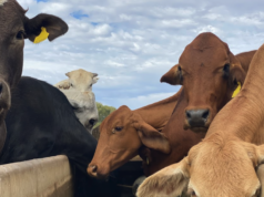 Le cooperative lattiero-casearie aumentano il prezzo del latte alla stalla a causa dei costi di carburante e fertilizzanti