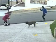 Donna sbranata e il suo animale domestico ucciso in un feroce attacco di cane