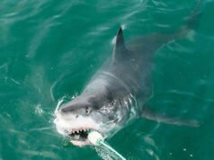 Un giovane si spoglia e salva il giovane grande squalo bianco