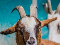 Afghano maschio arrestato per presunto stupro di capre e pecore