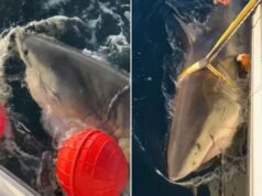 L’ultimo ping del più grande squalo bianco maschio di Contender offre nuove informazioni sul comportamento degli squali