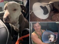 I senzatetto di Skid Row testano farmaci su cuccioli innocenti mentre gli abusi sugli animali senza cuore dilagano