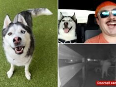L’amato husky dell’aviatore americano, auto presumibilmente rubata da una baby sitter mentre era dispiegata all’estero: “Ha perso una parte della casa”