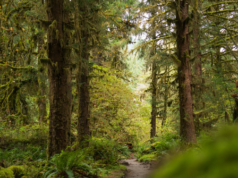 Resti scheletrici trovati da escursionisti identificati come donna di Washington scomparsa dal novembre 2024