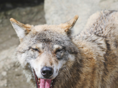 Lupo ferisce un bambino allo zoo della Pennsylvania mentre i genitori guardavano i loro telefoni