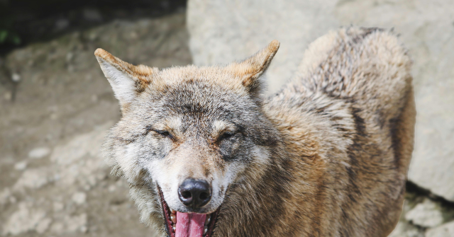 pexels-andreas-schnabl-1775843-28539819-640x335.png
